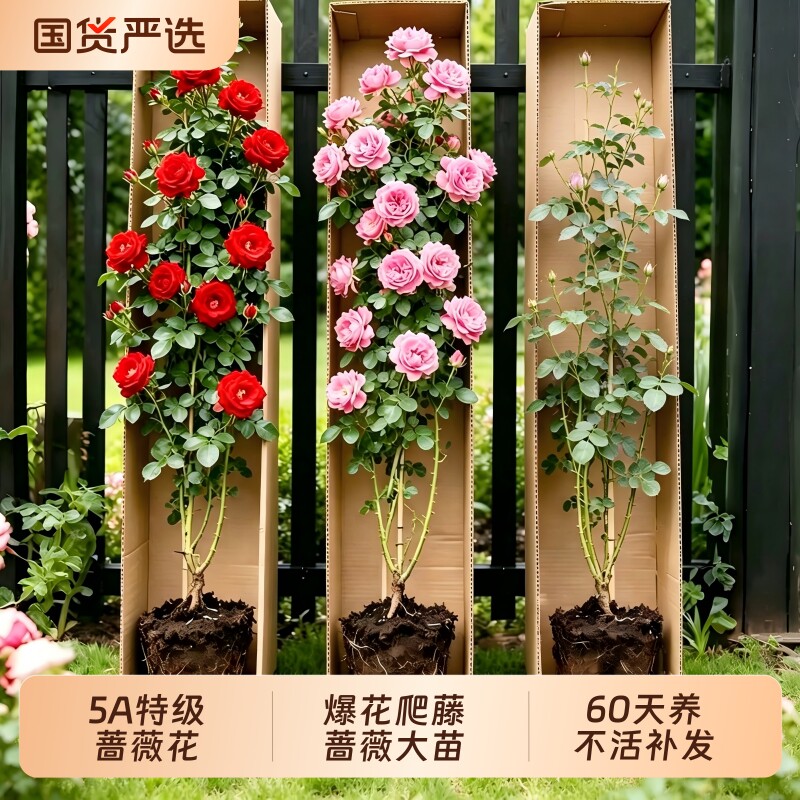 蔷薇花苗藤本月季特大花耐寒庭院爬藤植物四季开花卉阳台盆栽