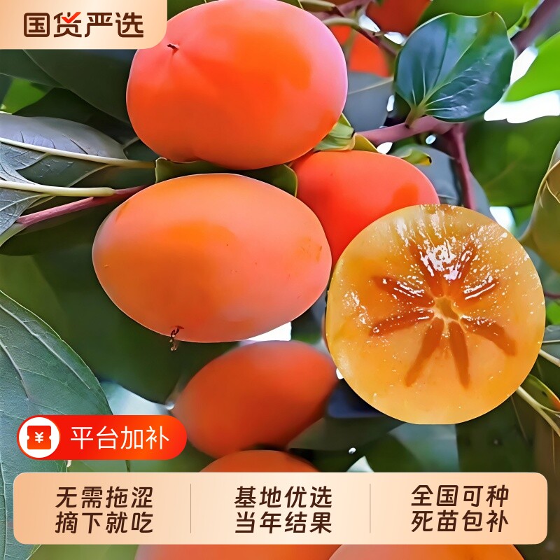 柿子苗树地栽盆栽嫁接脆甜无核南北方种植特大当年结果柿子