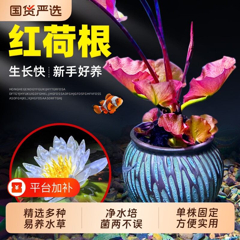 红荷根水草造景水族箱中后景易养睡莲阴性植物懒人淡水真活体碗莲