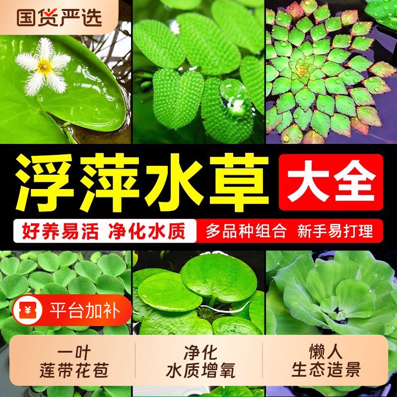 浮萍水草植物鱼缸造景冒泡水培一叶莲水芙蓉水葫芦睡莲净水真水草