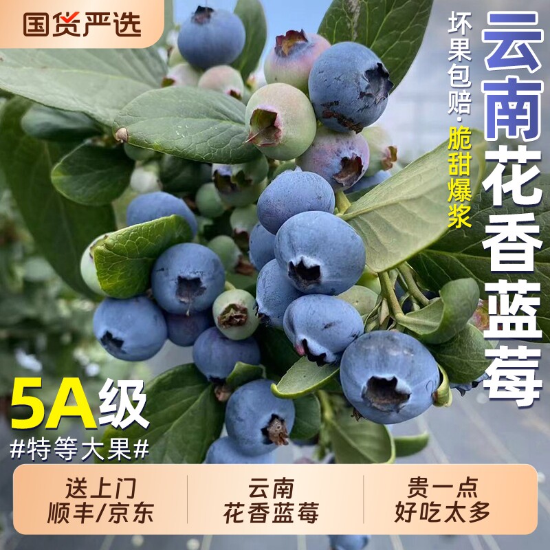 云南高山L25花香蓝莓鲜果当季新鲜水果现摘怡颗大果整箱包邮纯甜