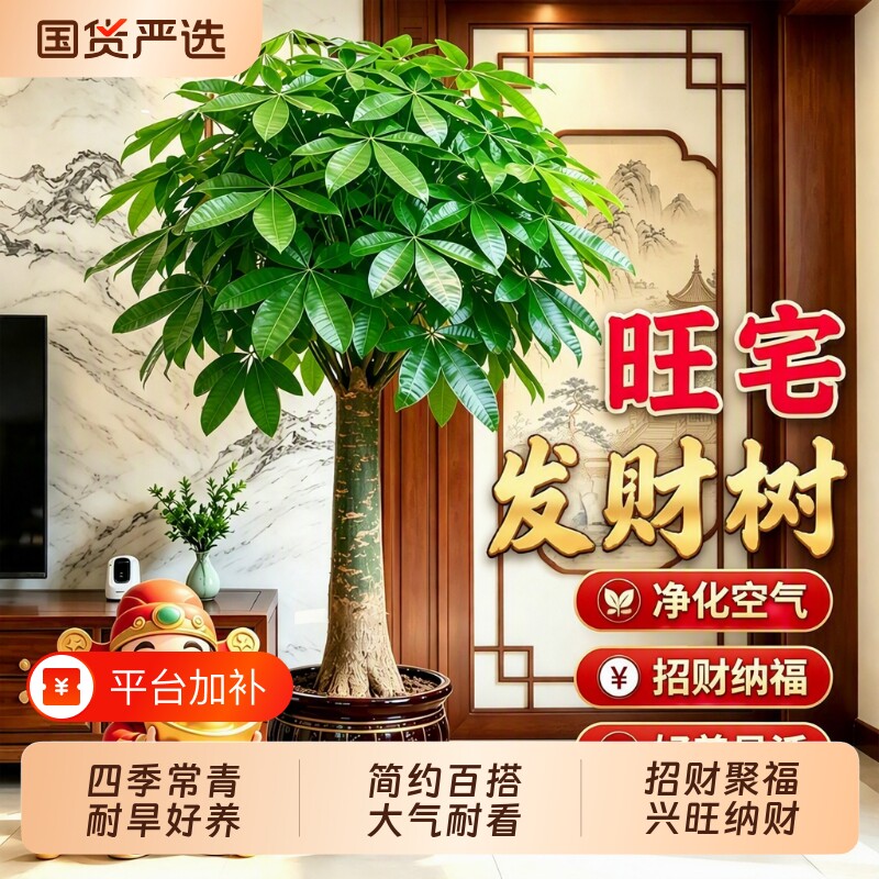 发财树客厅大盆栽招财树办公室内旺宅盆景绿植乔迁开业送礼适合