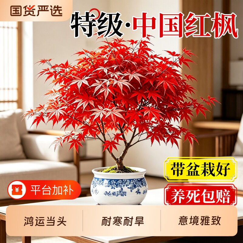 红枫树盆栽中国红枫阳台庭院四季红室内客厅桌面盆景绿植老桩好养
