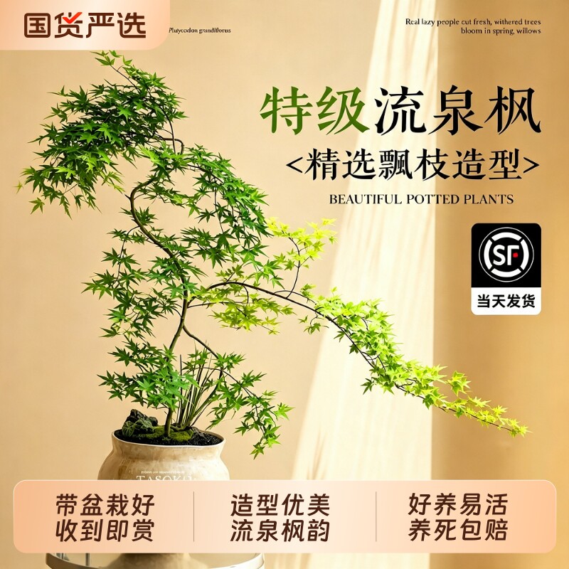 黄金流泉枫盆栽禅意绿植室内盆景老桩桌面植物四季好养枫树客厅图片
