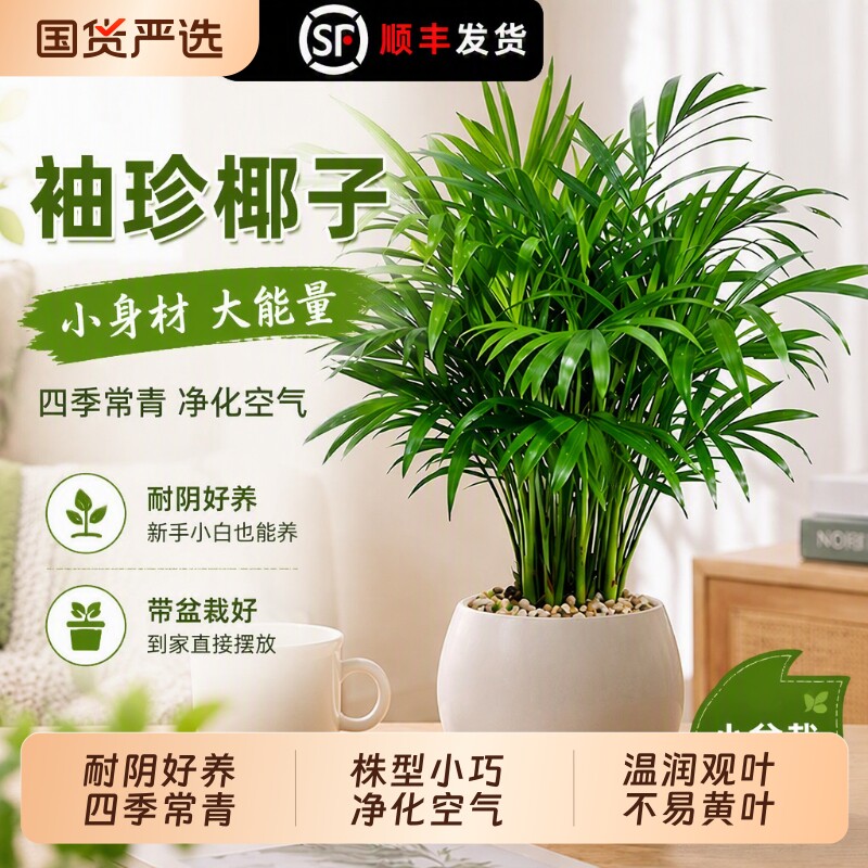 迷你袖珍椰子喜阴小盆栽室内好养招财富雅致贵客厅绿植耐阴礼盒