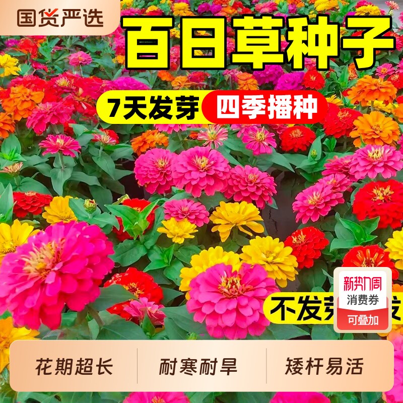 百日草种子耐热耐旱庭院别墅公园景观花海步步高种子百日菊花种籽