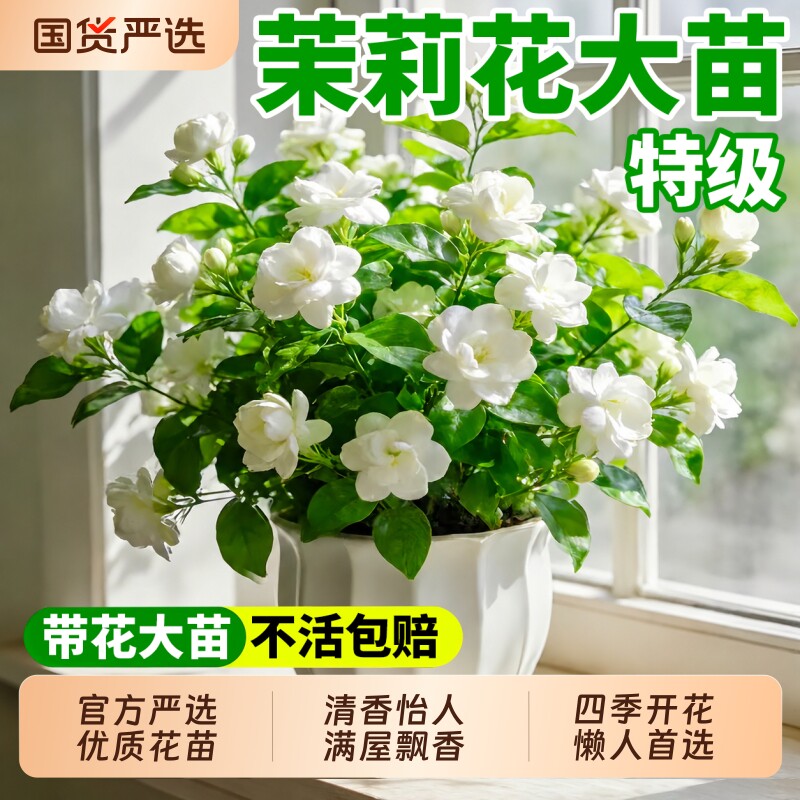 茉莉花盆栽老桩开花客厅室内好养易活桌面带花苞四季花卉绿植物苗
