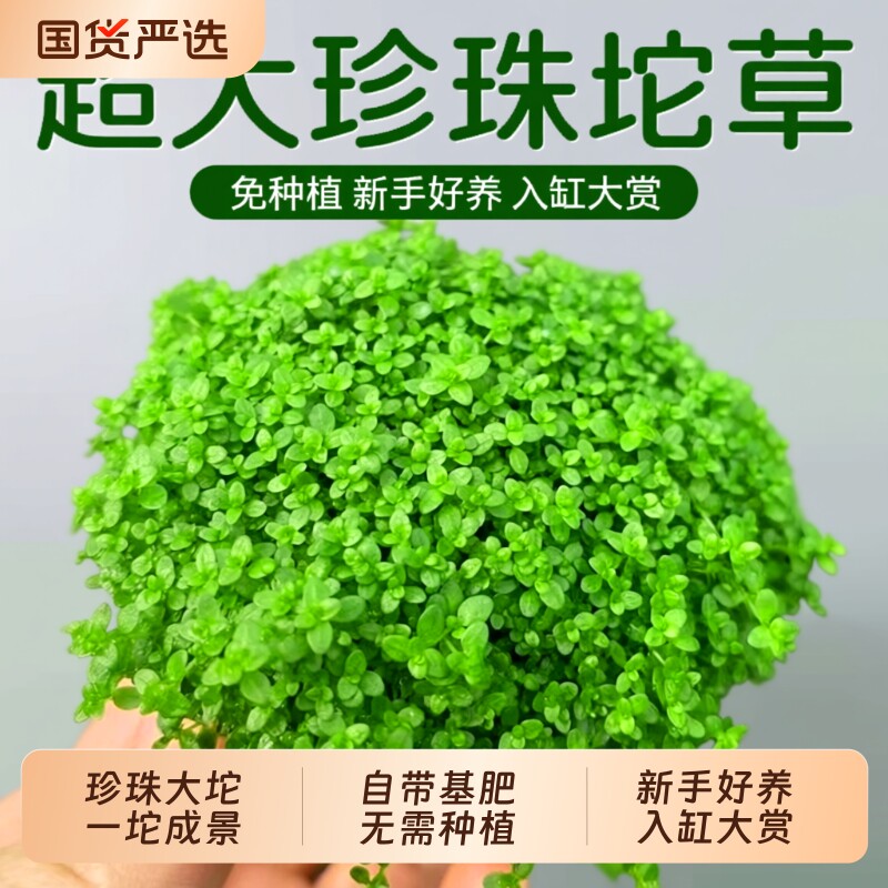 高珍珠爬地珍珠草|超4000次加购图片