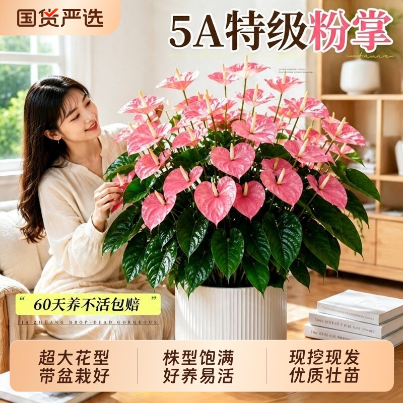 粉掌盆栽带花绿植室内桌面花卉红掌大叶大花办公室客厅水培好养活图片