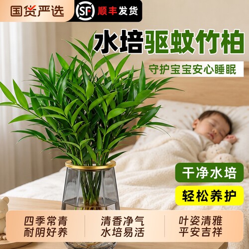 四季好养竹柏水培驱蚊植物室内盆栽花卉绿植水养竹子大颗老桩桌面