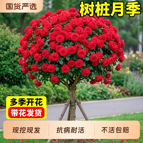 树桩月季花苗特大花四季开花庭院地栽花卉玫瑰盆栽棒棒糖树状月季