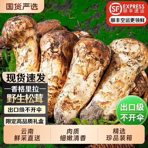 2026香格里拉纯野生新鲜松茸云南特产不开伞刺身级现采现发送礼