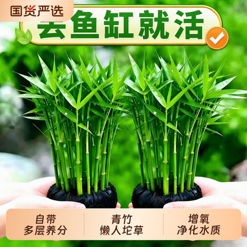 南美青竹大坨水草植物鱼缸造景图片