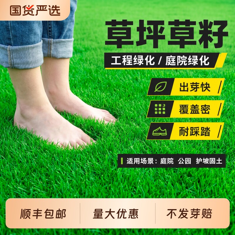 草坪草籽四季常青护坡固土狗牙根马尼拉庭院地毯草绿化黑麦草种子