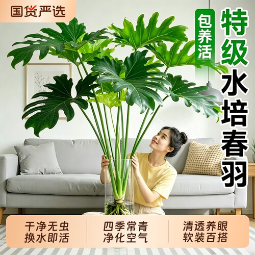 龙鳞春羽水培植物室内盆栽客厅大叶绿植水养四季常青净化空气好养