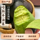 云南哈斯牛油果牛油果新鲜鳄梨当季 国产牛油果更新鲜森林奶油辅食