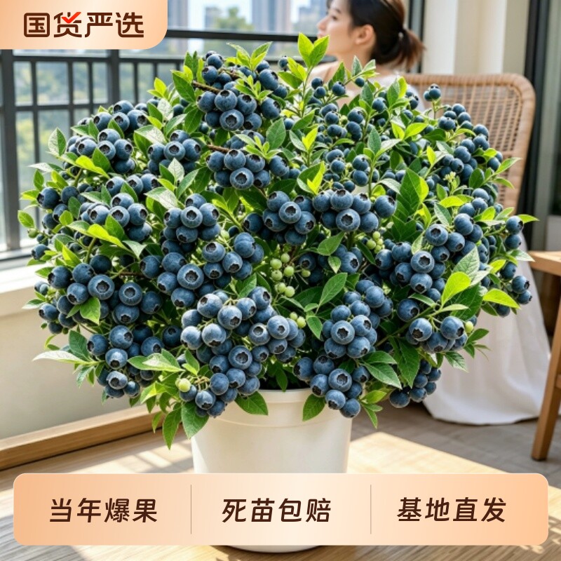 蓝莓树果苗盆栽蓝梅树苗带大果草莓室内耐寒南北方车厘子四季结果