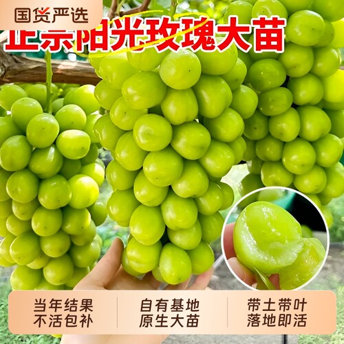 巨峰葡萄树苗带叶老桩盆栽种植