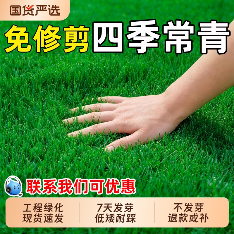 草坪草籽四季常青狗牙根护坡固土庭院地毯草马尼拉黑麦草种子生态