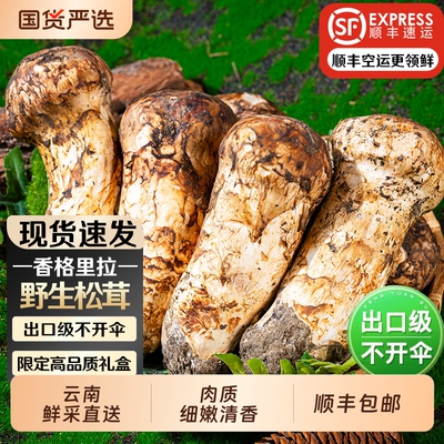 2026香格里拉纯野生新鲜松茸云南特产刺身级现采现发送礼采摘