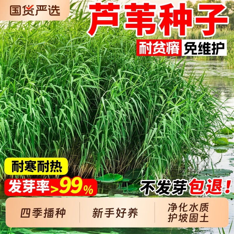 芦苇种子水生草多年生耐寒宿根草籽净化水质河堤护坡固土牧草种籽