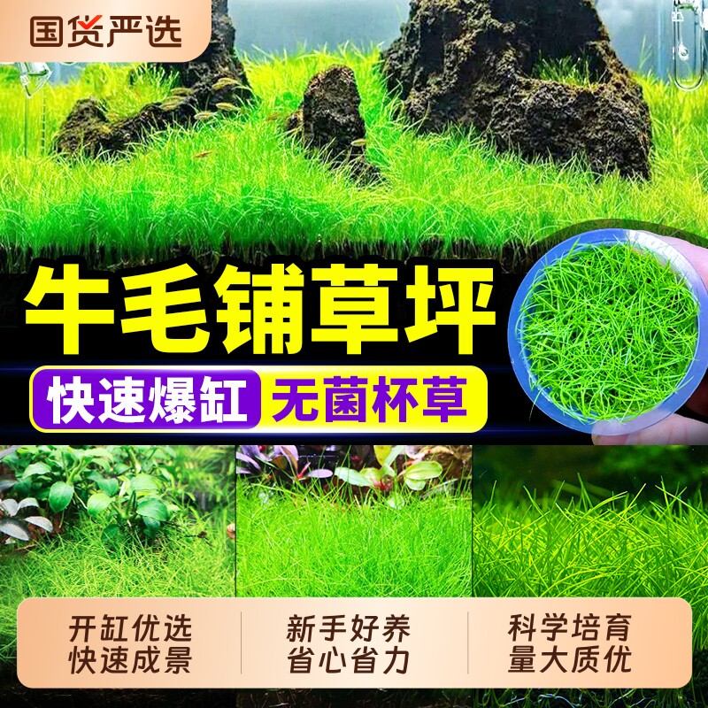 无菌杯牛毛鱼缸草坪草皮造景专用图片