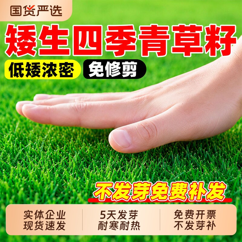 矮生四季青草籽庭院绿化草坪种子孑狗牙根剪股颖护坡高羊茅早熟禾