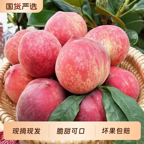 正宗水蜜桃脆甜毛桃血桃应季鲜果多汁现摘现发当季桃子整箱装批发