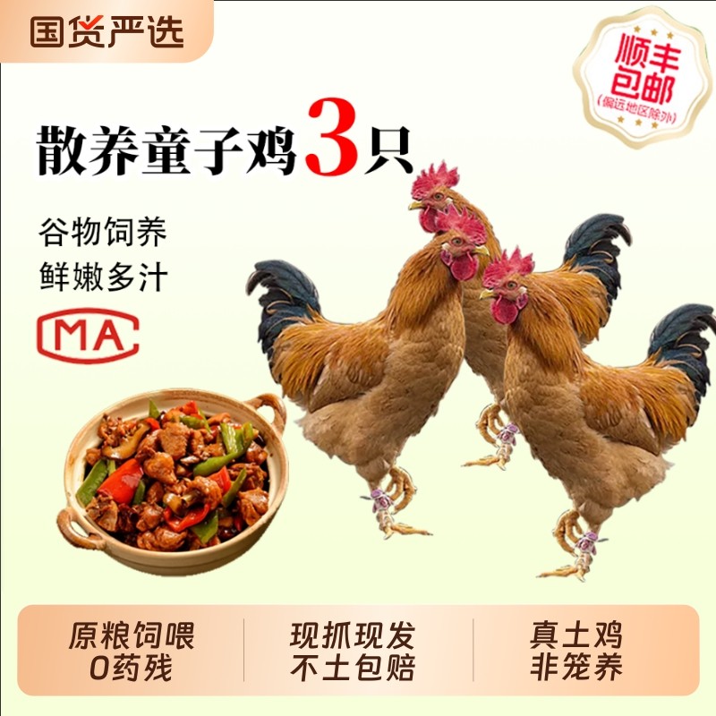土鸡童子鸡深山散养原粮饲喂3新鲜整鸡现杀走地鸡小公鸡皖南放养