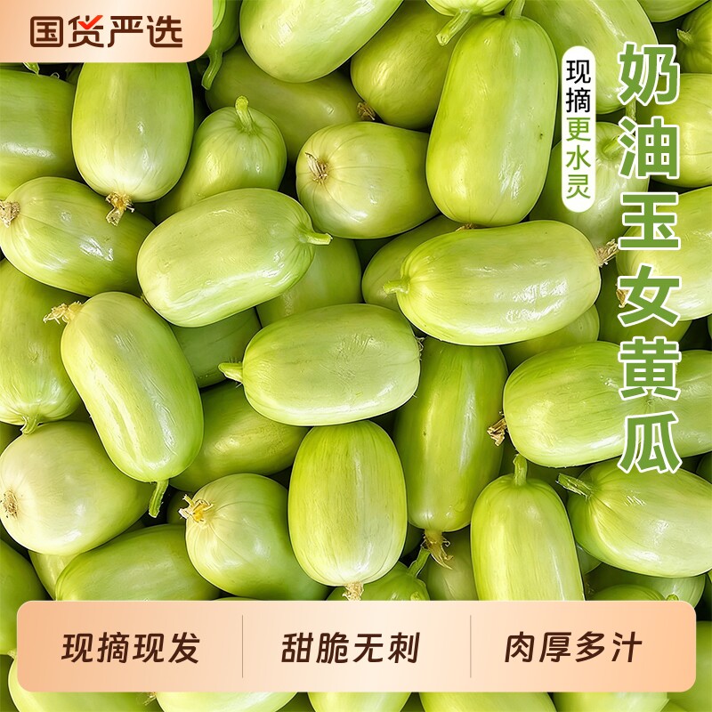 黄瓜新鲜玉女水果小黄瓜拇指生吃青瓜东北旱白玉蔬菜生鲜现摘
