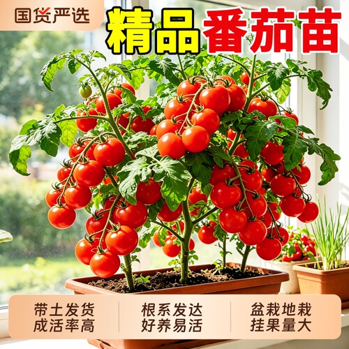 番茄苗带土发货千禧圣女果沙瓤西红柿秧苗阳台庭院种植蔬菜苗好养