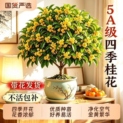 桂花室内盆栽四季桂花带花可食用老桩好养易活浓香型阳台庭院树苗
