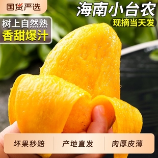 正宗海南小台农芒果小台芒当季新鲜现摘热带水果树上熟礼盒装甜9