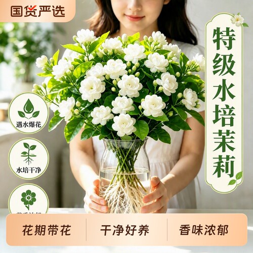 水培茉莉花苗四季开花室内好养