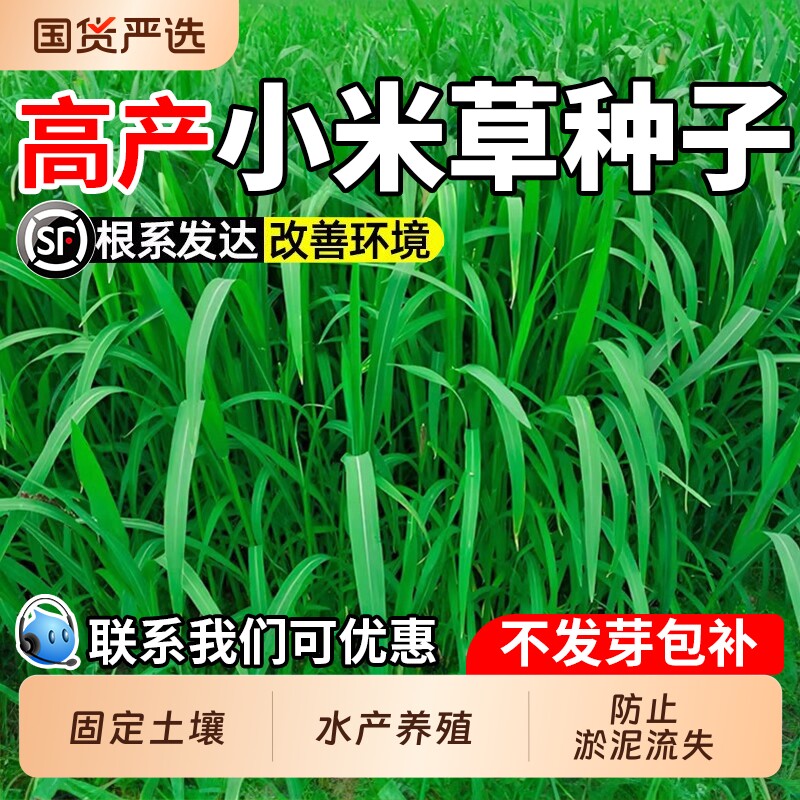 小米草种子养殖水草高产牧草种籽耐水淹畜牧养殖鱼虾蟹水椑草籽子