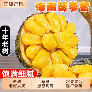海南菠萝蜜新鲜水果一整个木波萝黄肉干苞当应季大树菠萝顺丰包邮