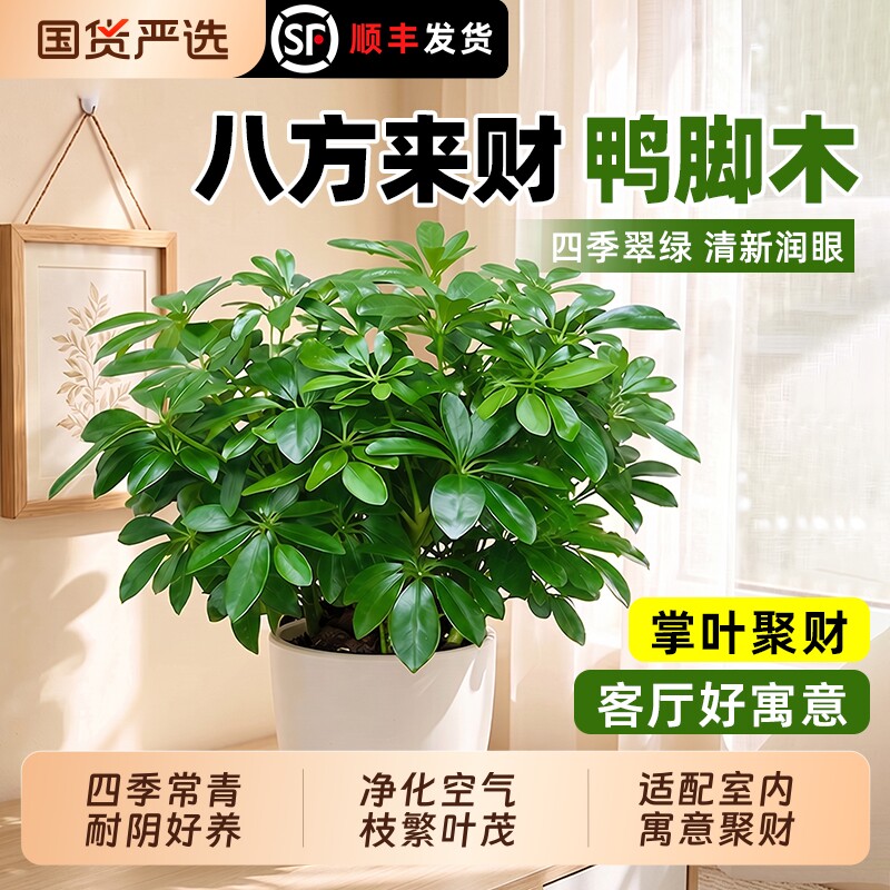 八方来财小盆栽鸭脚木四季常青桌面花卉景发财树甲醛客厅室内招财图片