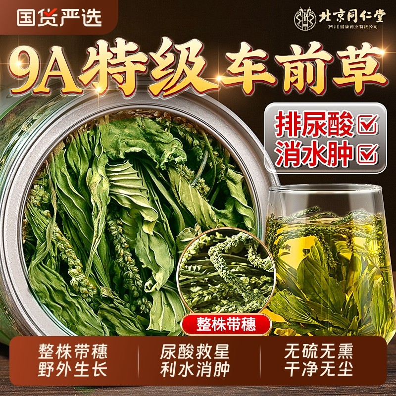 北京同仁堂车前草野外生干货官方旗舰店降利水尿酸中药泡水喝特级