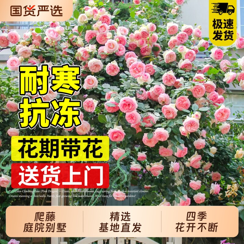 1米8大苗蔷薇花苗藤本月季特大花爬藤植物阳台庭院四季耐寒红木香