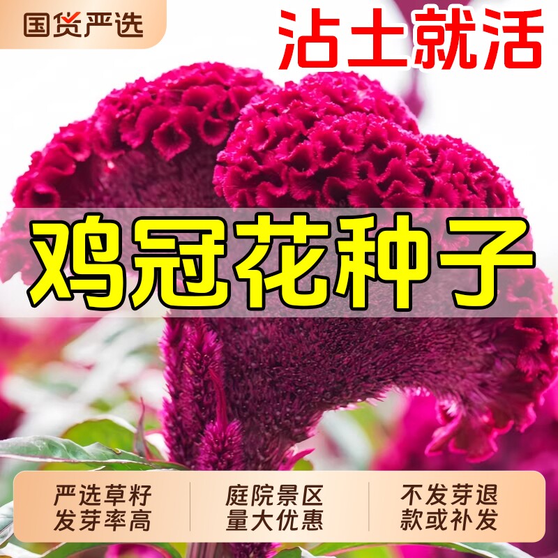 鸡冠花种子扇状凤尾观赏阳台庭院室外盆栽四季播种易活开花花种籽