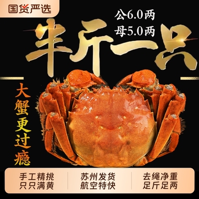 【精品蟹】10只现货苏州阳澄后荡湖大闸蟹鲜活螃蟹全母河蟹礼盒