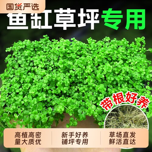 爬地矮珍珠水草鱼缸造景净水增氧