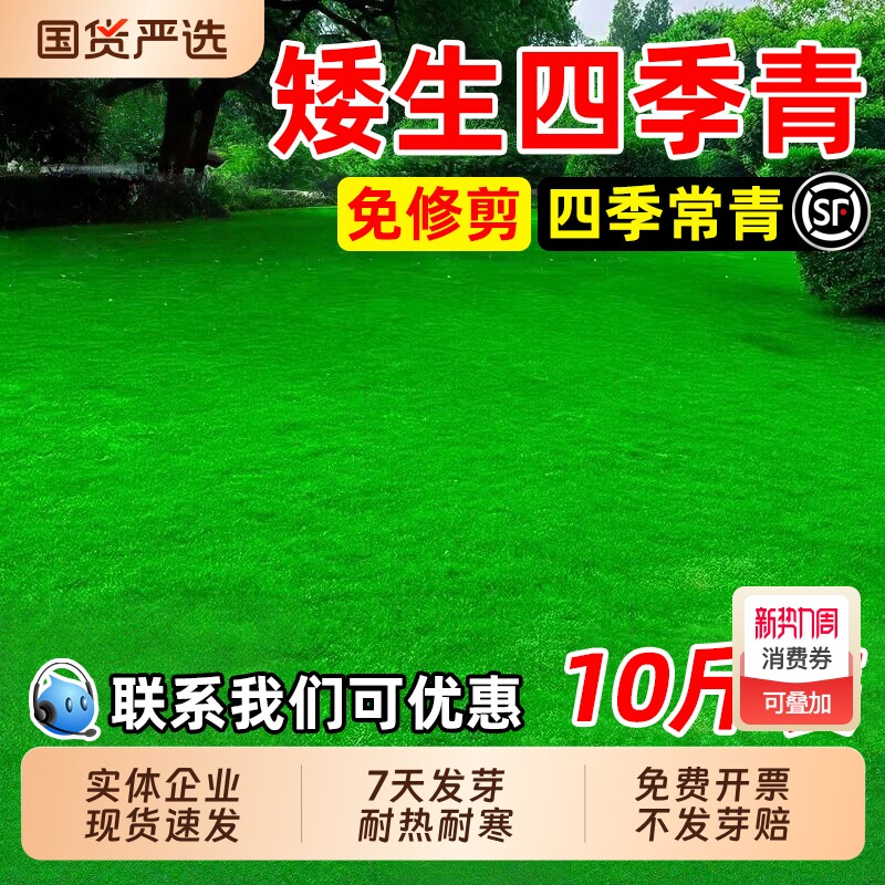 矮生四季青草籽免修剪耐热耐旱草坪种子耐践踏庭院工程绿化草种子