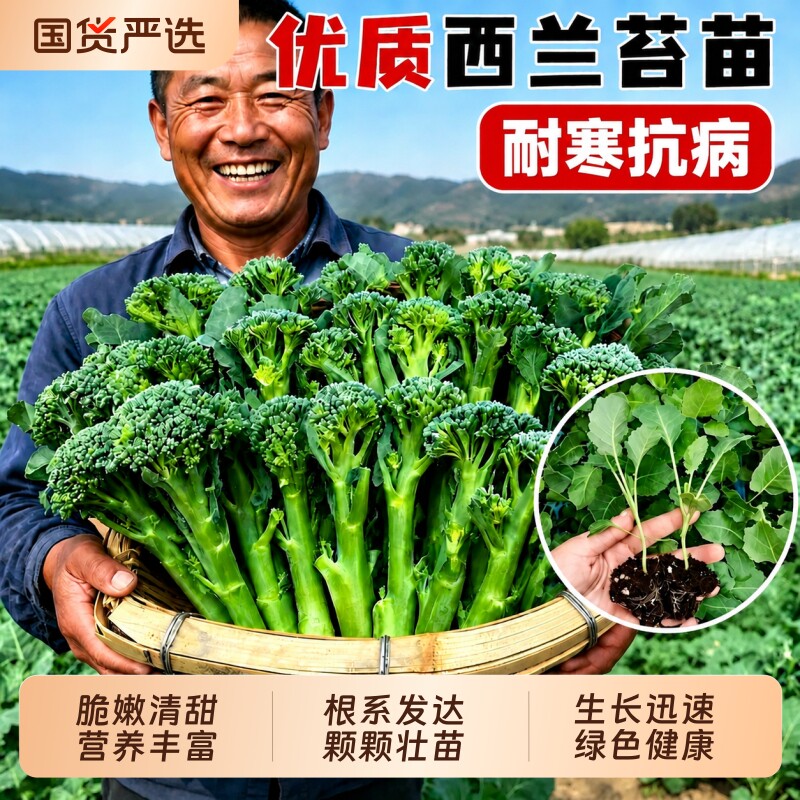 甜杆西兰苔苗秧苗早熟西蓝花西洋芥兰种籽芥蓝菜苔耐寒秋冬季菜苗图片