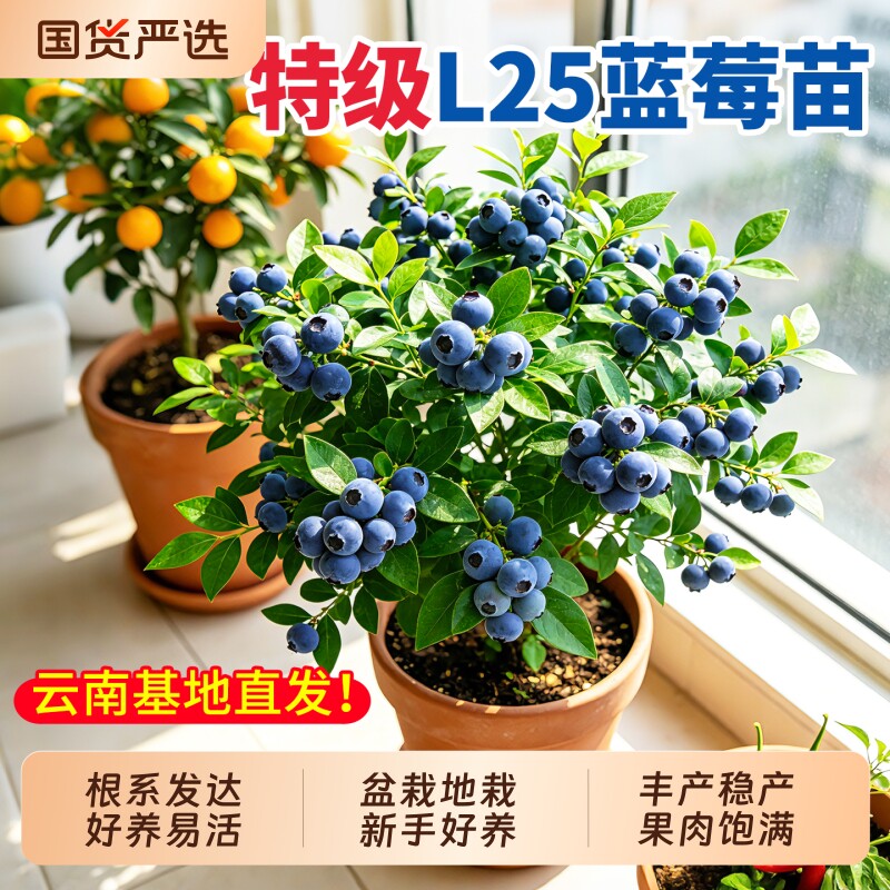 特级L25蓝莓树果苗盆栽南北可种图片