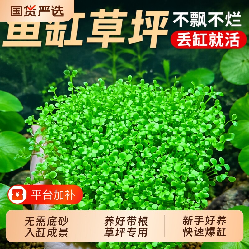 爬地矮珍珠鱼缸水草专用日本趴地矮珍珠片植物生态造景净化水质