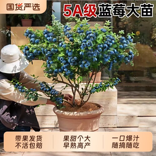 蓝莓树果苗盆栽带果带花苞花香苗地栽南方北方种植L25特大号果树