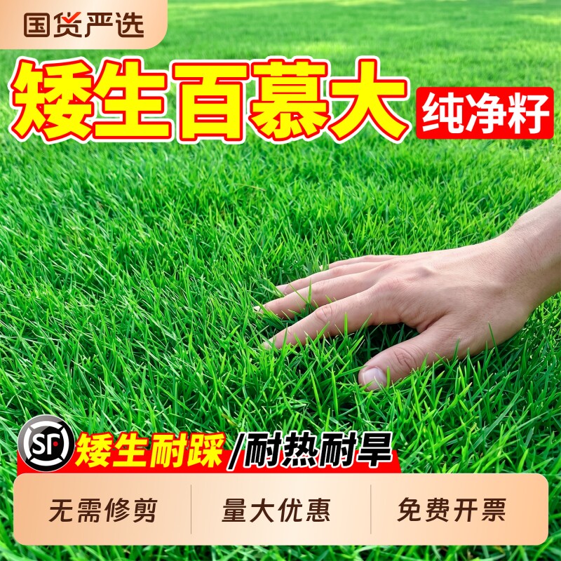 百慕大草籽四季常青矮生免修剪护坡固土绿化耐热耐践踏草坪种子籽