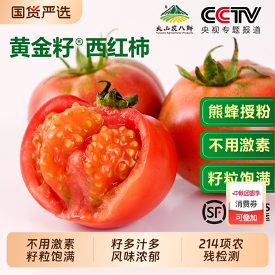 黄金籽水果西红柿籽粒饱满多汁