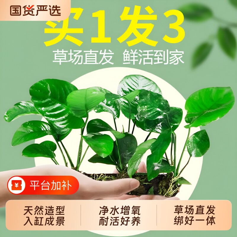 水榕水草沉木植物鱼缸造景阴性真草装饰懒人养鱼虾躲避屋大叶水质
